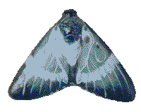 Moth1